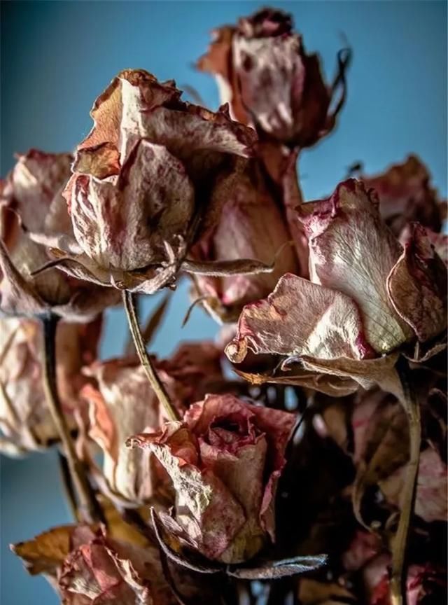  『手工』DIY手工制作：用干花做的花艺作品，比鲜花还美！