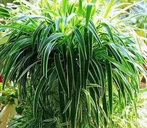  『盆栽』室内养6种植物，能净化空气环境，点缀家居、有益健康