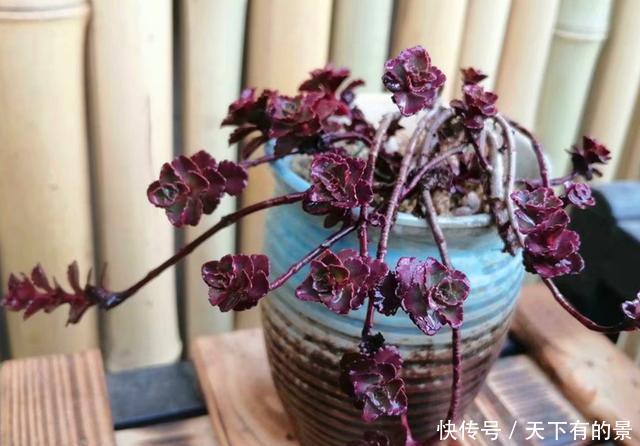 #地区的肉友#进入雨季,4种方法防止多肉病菌感染,让你的肉肉顺利度过夏天
