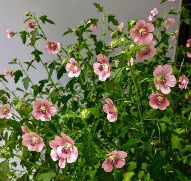  『直射光』开花机器小木槿，花期持久花量大，春夏养护有方法