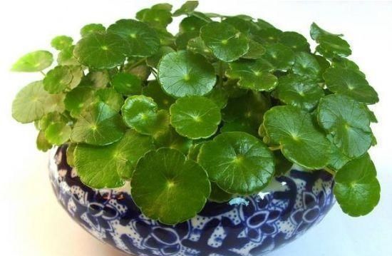  『技巧』想要铜钱草叶片又大又圆，这几个养护技巧你要知道，生长速度快