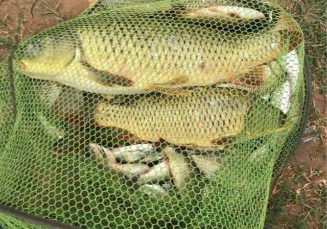  「还要」野钓大鲤鱼最重要的两点是什么？窝料要舍得打，还要有耐心才行！