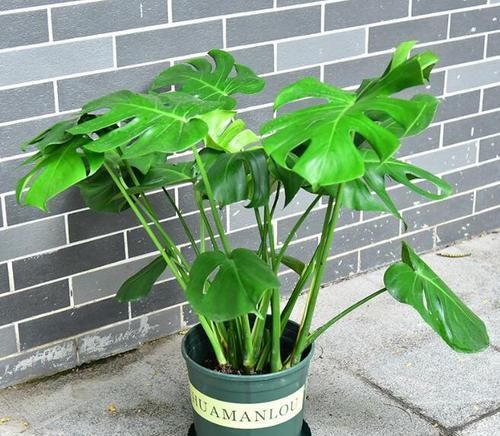  『观叶』这5种观叶植物，比“花”还好看，养上一盆准没错