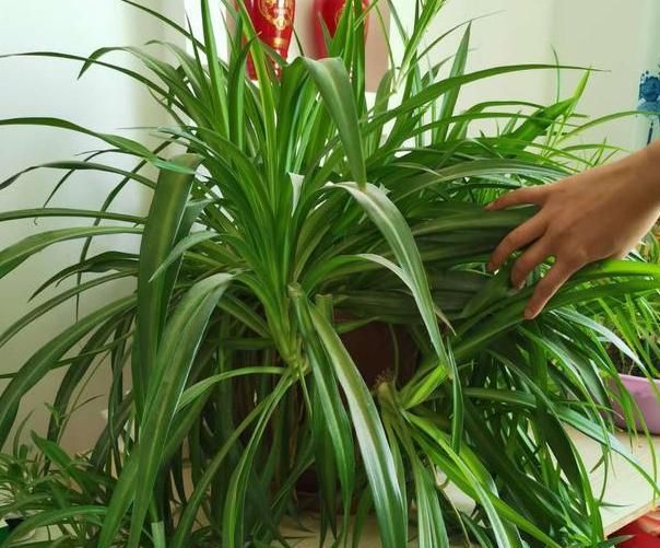 利于吊兰:如何给吊兰盆栽补水?2点做到位,植株生长得旺盛、枝繁叶茂