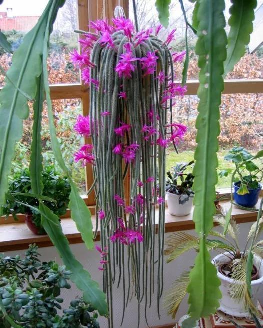 「还要」4种仙人掌植物“爱开花”,一开一大片,比蟹爪兰还要好看!