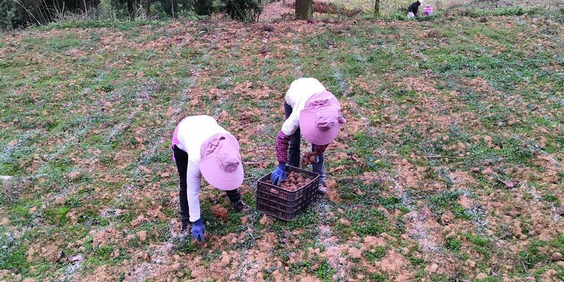  【贵州】贵州六枝：“干鱼塘”抢春