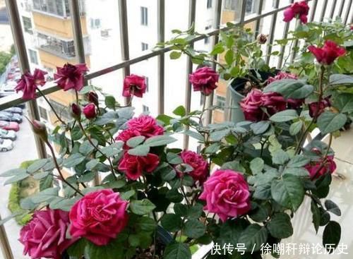 家里■家里这些东西,养花好着呢,垫盆里10年不烂根,养啥都爆盆!