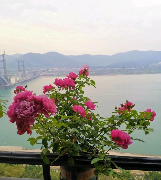  「低矮」阳台养花选这款，植株低矮，种植容易，开花一整年，好看又好养