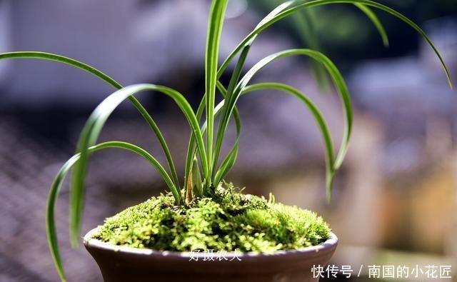  【阳光照射】兰花种植不服盆？原因就是这4条，实用技巧告诉你