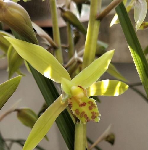  『低温春化』蕙兰还没抽箭就出花苞？蕙兰顺利开花出架的2个要点，不要忽略