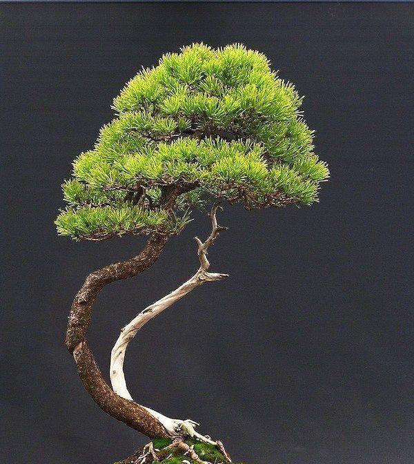 60例盆景树种,总有属于你的那棵(建议收藏)
