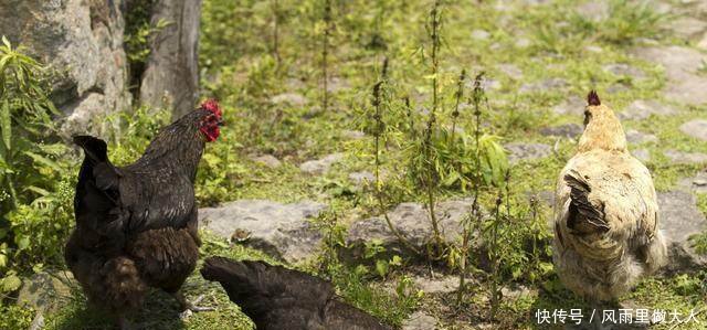 现在土鸡为什么不受城里人的欢迎了，老农的一番话，让人汗颜！