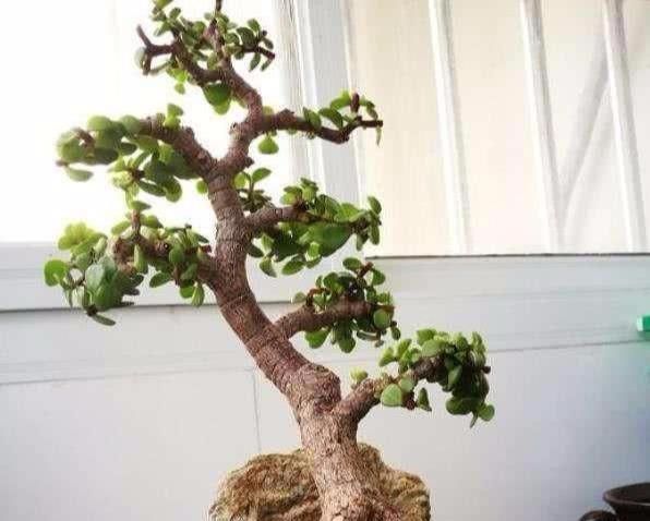  #成活#金枝玉叶做盆景这么养，大盆，肥水常伺候，个子蹭蹭长