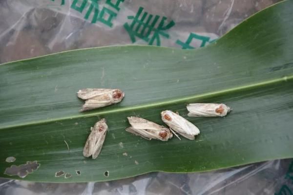  [农业农村部]紧急行动！沙漠蝗入侵云南，还有更严重的“幺蛾子”！