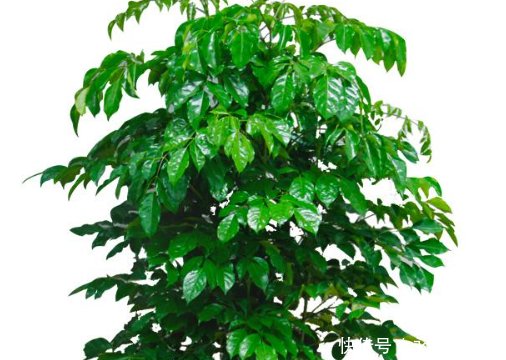 幸福树@幸福树的种植方法和水肥管理事项详解