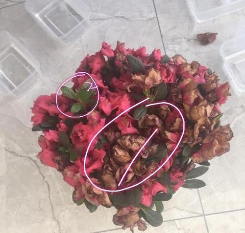  『新房』搬进新房买的杜鹃，三角梅，鸭脚木出现谢花，掉叶，枯叶怎么办
