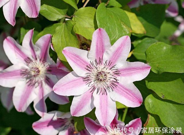 #花开花#想要这3种花开花爆盆,4月必须多施肥,不然就晚了