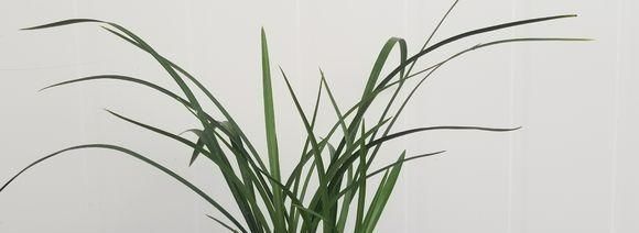 『32摄氏度』都是夏天养兰花,大佬养的比我好,养护就差这一点