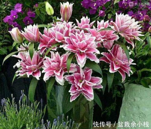 『漂亮』她养了1种花,开花漂亮,香味浓郁,老远就能闻到香!