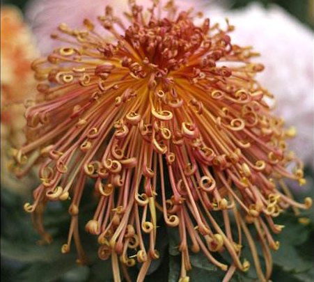 「养盆菊」喜欢养菊花,不妨养盆菊中珍品,娇小玲珑,似龙凤傲游,妖艳妖娆