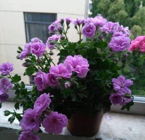 【花钱买】“4种花”不用花钱买,折根枝条放水中,半个月生根,好养活的很