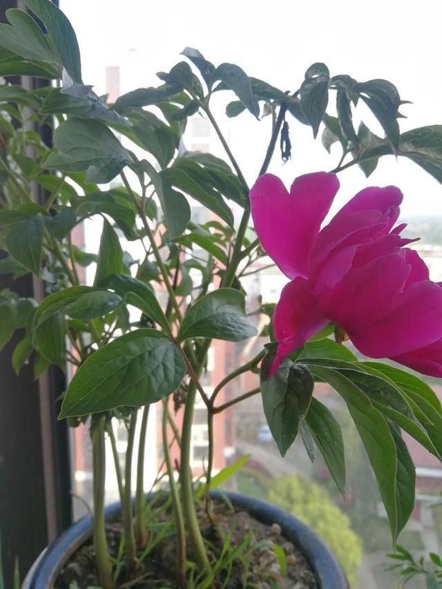  【检查】爸爸，今年我种在阳台上的芍药开花了呢