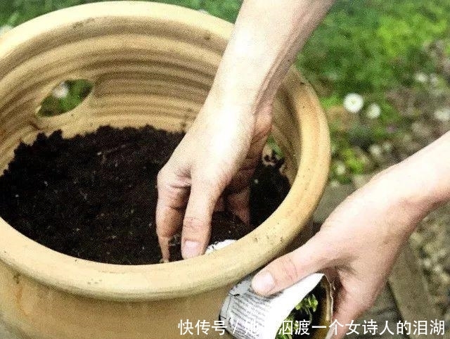  可赏：春暖花开之际赶紧播下香草种子, 可观可赏还能让你家餐桌喷香