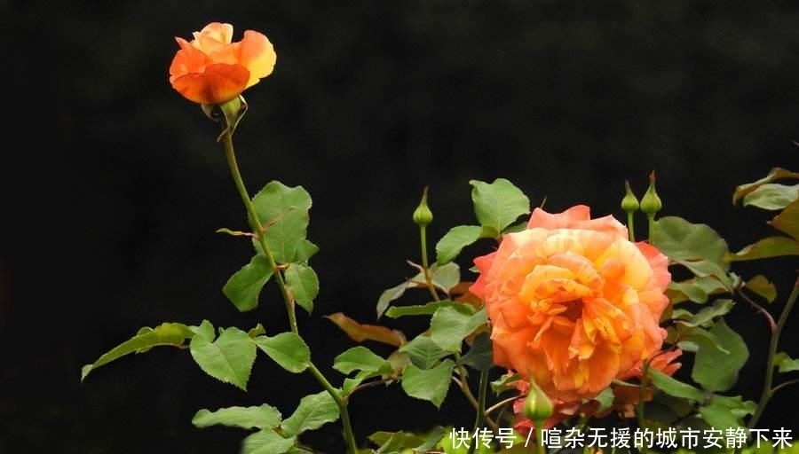 『阳光』院子里有阳光的时长大概4个小时,可以栽种一些什么花卉?