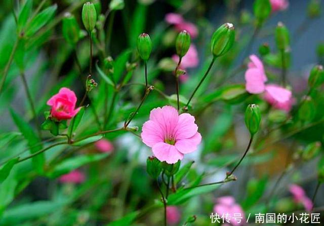  #皮实#这2种野花皮实耐修剪，一根枝条长出一盆，开花俊俏可爱