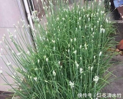 『塑料』冬季养盆栽韭菜,只需做“1步”,叶子又肥又壮,收获一茬接一茬