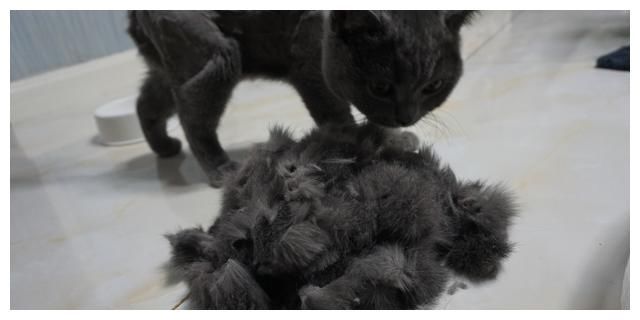  [于猫咪而言]对猫咪来说，几种近乎于虐待般的惩罚行为