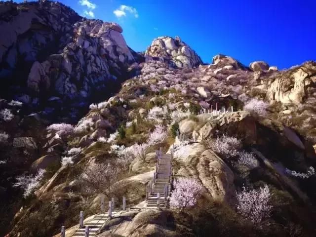 花开成海！！！再过半个月，海淀这座山将美成童话！