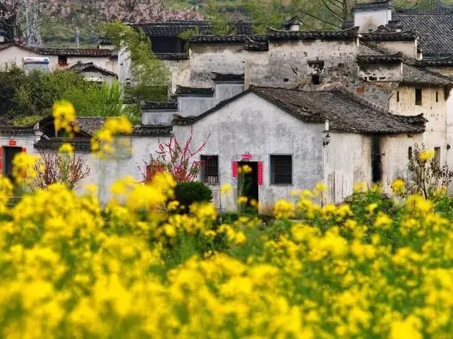 中国最美的油菜花海,油菜花逐渐“染黄”了神州大地