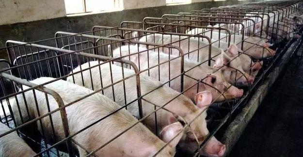 有人说下半年猪肉将会吃不起，听听专家怎么说