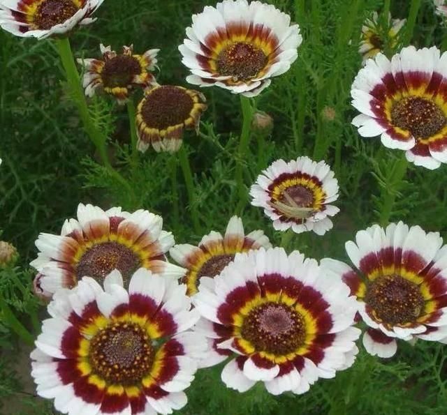 『排水良好』推荐一花多色的5种植物，缤纷多姿