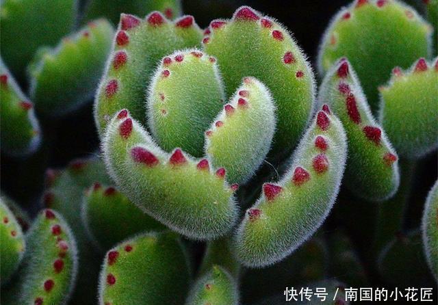 友们在养护|3种多肉掉叶子后难以叶插,这样挽救,成功后还可以正常生长