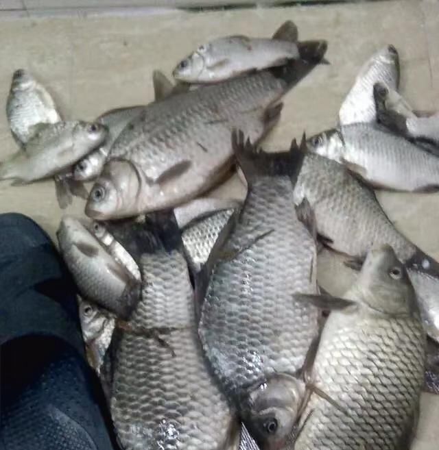 【水位上涨】春钓东洞庭湖附近水域,熟悉这些鱼情不空军