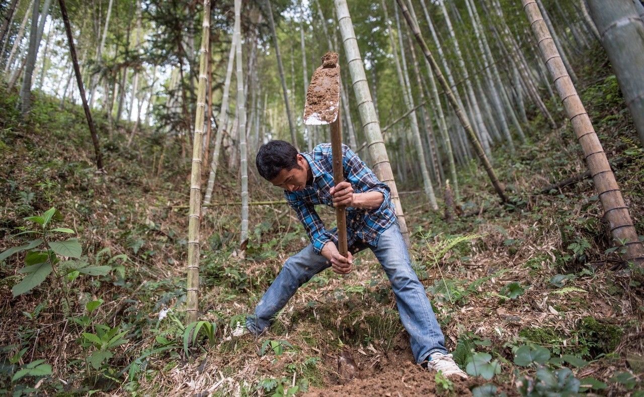36岁农民解散IT公司，回农村干起了这个，半年就赚到了15万