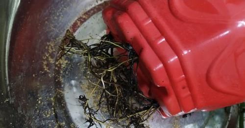  「带气」绿萝扦插总是发黑不生根？枝条带气生根，10天生根，一个月爆盆