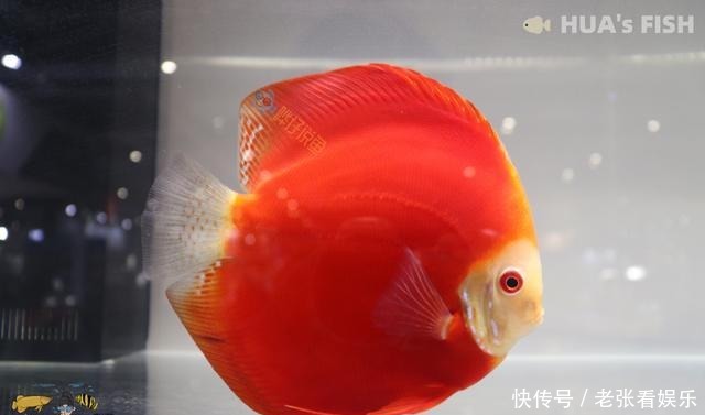 『观赏鱼』别听水族店老板的!连鱼带缸一起买回家,观赏鱼大多活不过27天