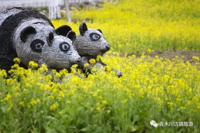 汉中青木川，油菜花已经开了!