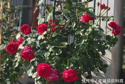  『值得』此藤本月季耐热又耐寒，一年四季都开花，花量大易爆盆，值得拥有