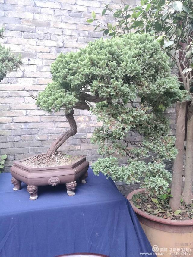  #盆协#徐州收藏家协会(盆景协会和铁路盆协)回龙窝微型盆景