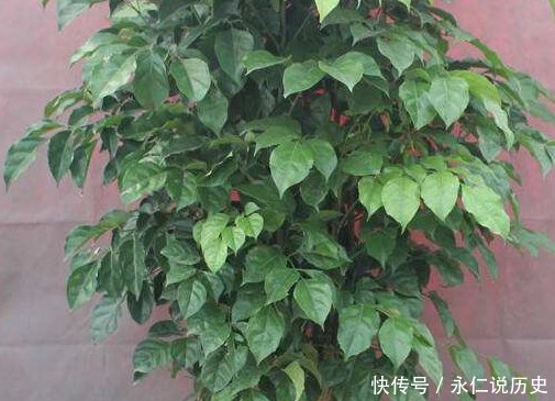 幸福树@幸福树的种植方法和水肥管理事项详解