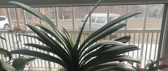  补肥：君子兰缺不缺肥，一眼看穿，这样补肥叶亮花开多