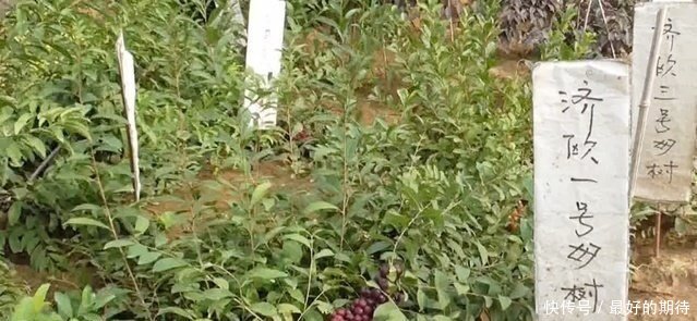  #老翁#山东八十岁老翁发明新水果