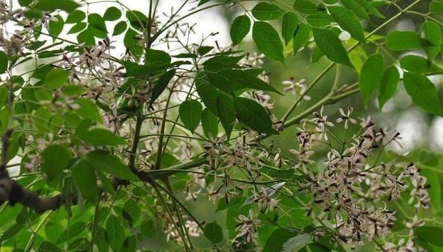  种子：农村常见的“羊屎蛋”树，现在为什么消失了？