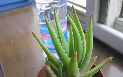 『植物』4种植物,容易'爆'崽子,掰下来'见'土就活,你家有吗?