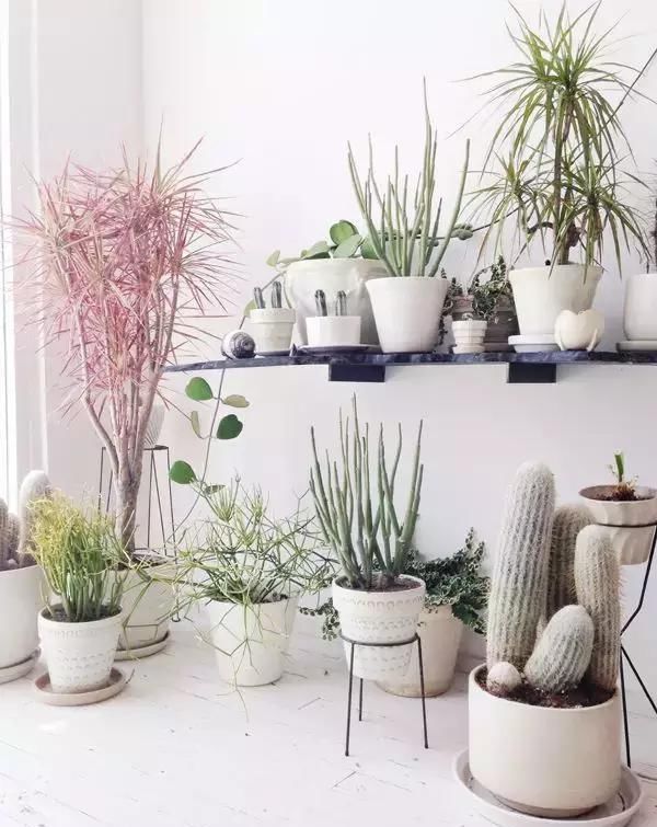  【自带】自带镇宅安家的30种大植物，满满都是安全感