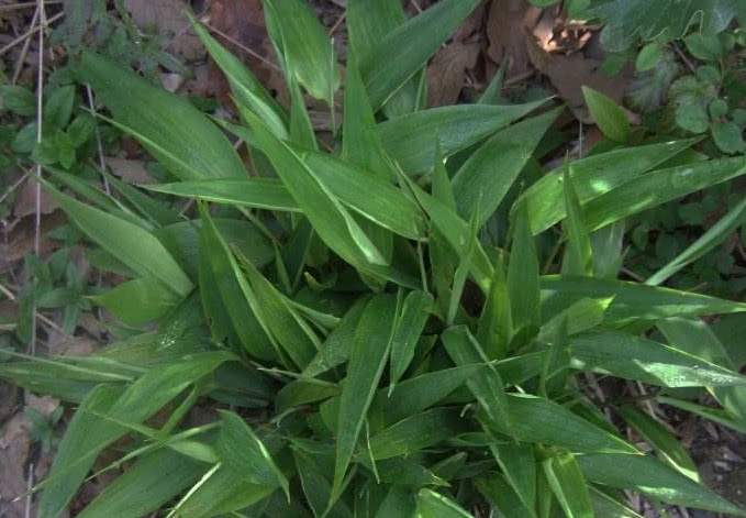 山上一种像竹叶的野草，过去农民用来喂猪，殊不知如今30元一斤